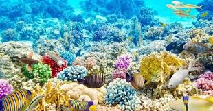 Plants in a Coral Reef: Ocean Ecosystem Foundations