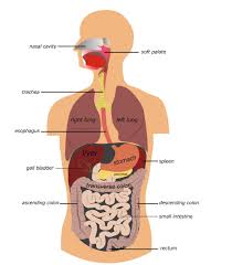 Portal triad of liver, labeled. Diagram Of Human Digestive System With Labels Human Diagram Without Labels Diagram Of The Human Digestive System Human Anatomy Picture Digestive System Diagram