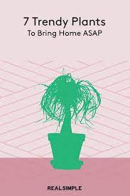 The Best Indoor Plants Trending Right Now Best Indoor Plants Indoor Plants Plants