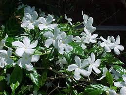 Salah satu tanaman bunga yang kerap ditanam di rumah adalah melati putih, yang memiliki nama latin ada jenis tanaman melati yang kerdil, sehingga dapat dijadikan tanaman hias di dalam ruangan. Klasifikasi Dan Morfologi Tanaman Melati Ilmu Pertanian