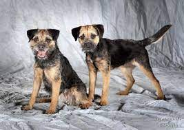 Leema Border Terriers Border Terrier Breeders In South Australia Border Terrier Terrier Top Dog Breeds