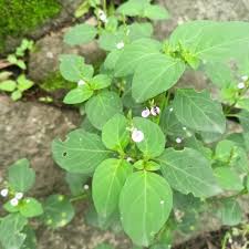 Image result for Hypoestes triflora