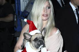 Lady gaga's two french bulldogs koji and gustavo were stolen after her dog walker was shot wednesday. Ziuzaifuvziavm