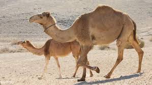 Something worthless or of extremely poor quality: Aramaic New Covenant Issues A Greek Camel An Aramaic Rope The Words Of Yeshua Ha Mashiyach Which Is Best
