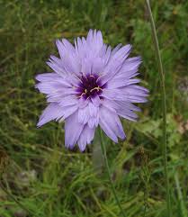 Image result for Gutenbergia leiocarpa