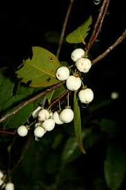 Image result for Aphloia theiformis