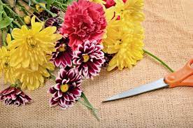 Maybe you would like to learn more about one of these? How To Make Cut Flowers Last Longer