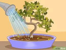 Como Reviver Um Bonsai 13 Passos Com Imagens Wikihow