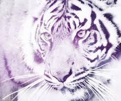 Marriage lyrics for divorce music (2021) episode 3. White Tiger Gif Tumblr White Tiger Tiger Images Black And White