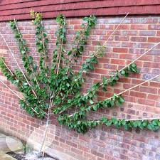 Planter Un Espalier Ou Une Palmette Chez Vous Jardin Fruitier Arbre De Jardin Jardin D Eau