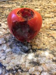 I hear and see birds every day, all year long. What S Eating My Tomatoes The Lawn Forum