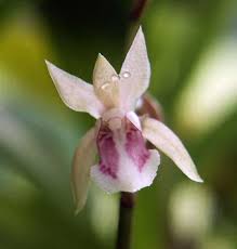 Image result for Oeceoclades maculata