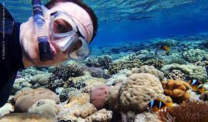 Snorkeling With Red Sea Clownfish In 2021 Ocean Creatures Clown Fish Snorkeling
