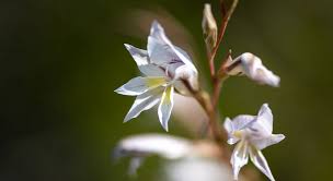 Image result for Gladiolus permeabilis