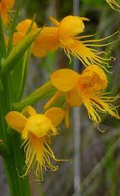 Crested Yellow Orchid Yellow Orchid Rare Flowers Unusual Flowers