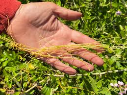 Image result for Asparagus minutiflorus