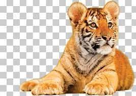 Tiger Png Images Tiger Clipart Free Download Png Psd Texture Tiger