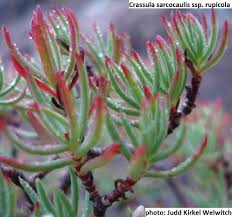 Image result for Crassula sarcocaulis