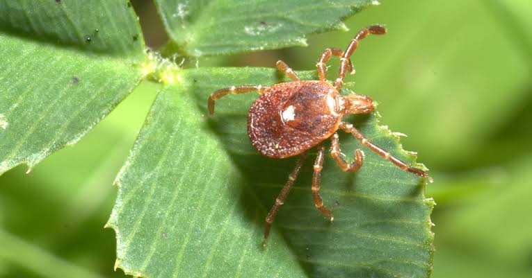 lone-star-tick-amblyomma-americanum-female - Entomology Today