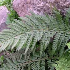 Image result for Dryopteridaceae