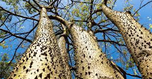 4k and hd video ready for any nle immediately. Sandbox Tree Facts What It Is Where It Grows Why It S So Dangerous Rare