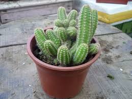 Muy pocas variedades de cactus tienen hojas, y los que tienen, las. Chanclas De Cactus Para La Suegra Los Cactus Se Pueden Encontrar En Muchisimas Especies No Solo Las Mas Conocidas Con Pinchos Sino Tambien Otras Que Florecen De Manera Espectacular Y Dejan