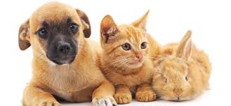 This year, national pet day is on sunday, april 11th, 2021. Make National Pet Day The Best Day For Your Pet