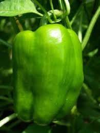 100g/4oz padron peppers or other tiny green peppers, sliced (or 1 large pepper, diced). Peppers Hot And Sweet Howstuffworks