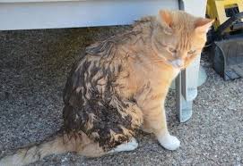 Kedi Yikamak Zararli Midir Kedi Nasil Yikanir Suzionline