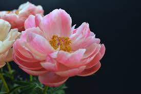 Aenean sollicitudin, lorem quis bibe ndum auctor, nisi elit conse quat ipsu. Flowers South Perth Flower Delivery Daisy Hill Flowers
