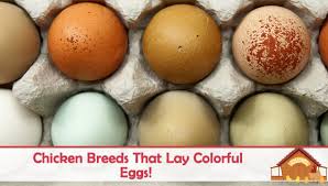 Colored Eggs Why How And Who Over 43,012 chicken colorful pictures to choose from, with no signup needed.