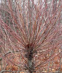 Today In The Garden Of A Lifetime Dappled Willow After Winter Rain Dappled Willow Shrubs For Privacy Garden Journal