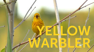 Affordable and search from millions of royalty free images, photos and vectors. Yellow Warbler American Bird Conservancy