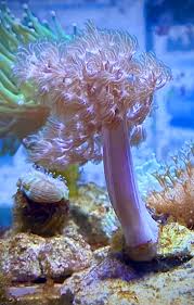 Image result for Inhambanella