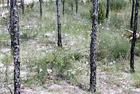 Image result for Bonamia