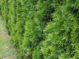 Image result for cuttings thujas