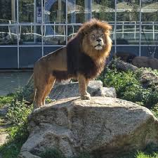 Munich Germany Munchen Deutschland Tierpark Hellabrunn Afrikanischer Lowe African Lion Afrikansk Love Tierpark Hellabrunn Tierpark Tiere