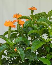 Image result for Crossandra fruticulosa