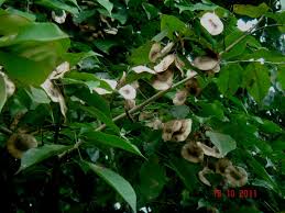 Image result for Pterocarpus indicus