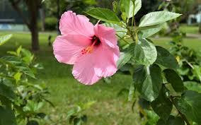 Favorite add to gum paste hawaiian hibiscus flower cake decorations pink gumpaste sweetedibles. 3 Flowers You Never Knew You Could Add To Your Dish