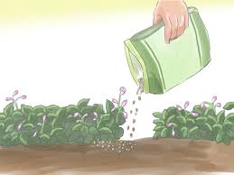 Best fertilizer for flowers in spring. What Is The Best Fertilizer For A Flower Garden Cromalinsupport