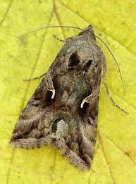Image result for Autographa gamma