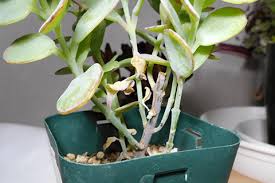 多肉植物の枯れだした 今すぐチェックすべき4つのポイントと対処方法を教えます
