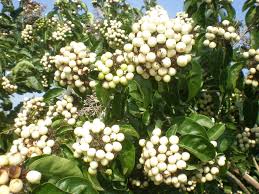 Image result for Volkameria glabra