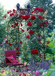 Kletterrosen climbing red and yellow, kletterrosen golden climber, kletterrosen rosa,rosa new dawn, kletterrosen rot paul scarlet climber, kletterrosen weiß. Kletterrosen Online Kaufen Ofterbluhende Moderne Kletterrosen Stark Duftend Mit Grossen Gefullten Bluten