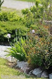 Everything Fresh And New An Early May Garden Update May Garden Garden Landscape Design