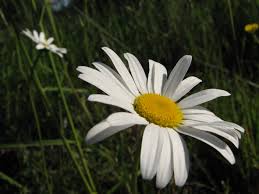 Daisy is a sunlike flower appearance which has ray flowers (commonly called petals) surround a golden. The Symbolism Of A Daisy Flower Jaima Company