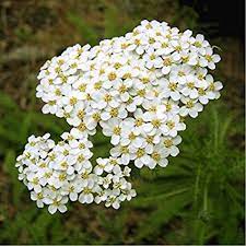 Milefollium Google Search Medicinal Plants Achillea Millefolium Yarrow Plant
