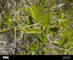 Image result for Azima