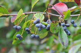 Image result for Nyssa sylvatica